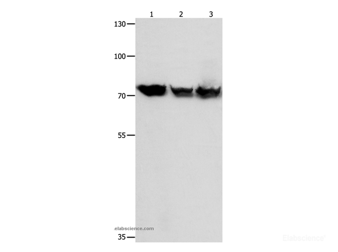 Western Blot analysis of K562, Jurkat, 293T cell  using HSP75 Polyclonal Antibody at dilution of 1:1050