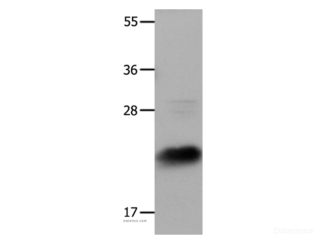 Western Blot analysis of Hela cells using IL18 Polyclonal Antibody at dilution of 1:1350