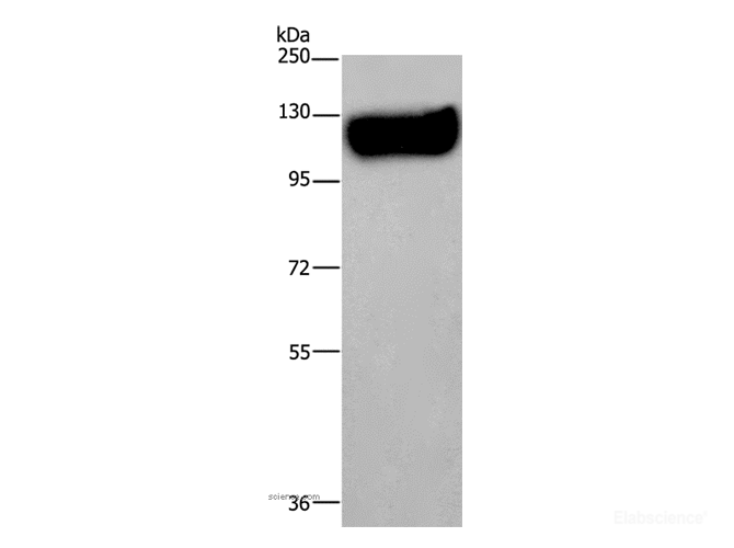 Western Blot analysis of Mouse brain tissue using MAG Polyclonal Antibody at dilution of 1:400