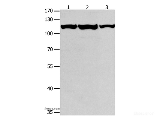 Western Blot analysis of K562, Jurkat and hela cell using MCM3 Polyclonal Antibody at dilution of 1:550