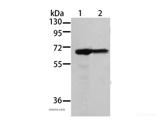 Western Blot analysis of 293T and A431 cell using MSN Polyclonal Antibody at dilution of 1:500