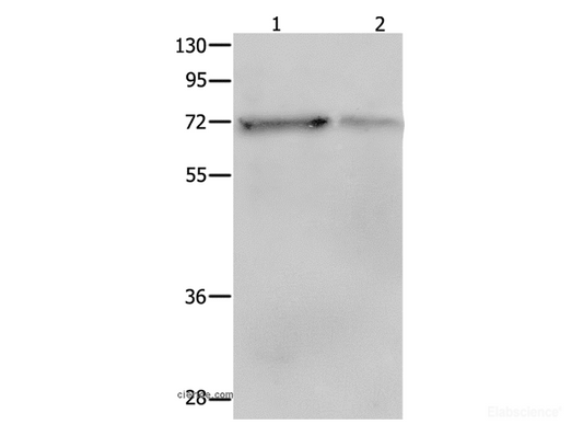 Western Blot analysis of NIH/3T3 and hela cell using SH-PTP2 Polyclonal Antibody at dilution of 1:400