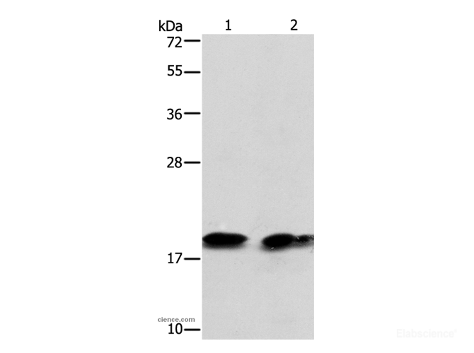 Western Blot analysis of Mouse brain tissue and NIH/3T3 cell using SKP1 Polyclonal Antibody at dilution of 1:550