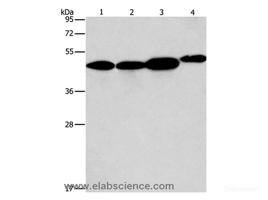Western Blot analysis of 293T, A549, PC3 and NIH/3T3 cell using ARFGAP1 Polyclonal Antibody at dilution of 1:600