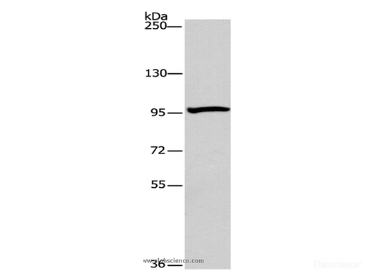 Western Blot analysis of 293T cell using ATG9A Polyclonal Antibody at dilution of 1:240