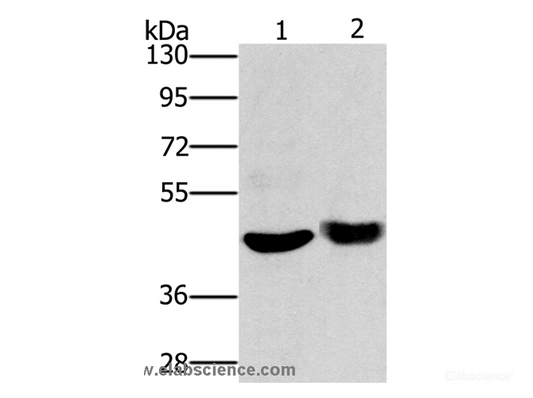 Western Blot analysis of Mouse muscle tissue and HT-29 cell using HTR3C Polyclonal Antibody at dilution of 1:650