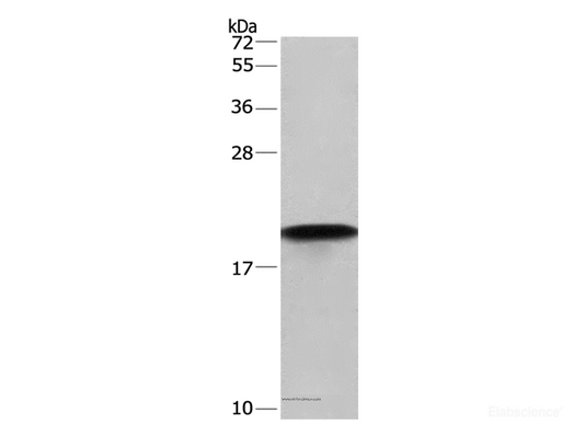 Western Blot analysis of Hela cell using Cyclophilin F Polyclonal Antibody at dilution of 1:675