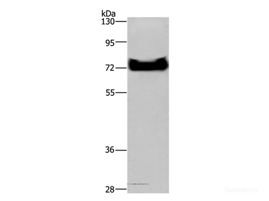 Western Blot analysis of HepG2 cell using DDX53 Polyclonal Antibody at dilution of 1:200