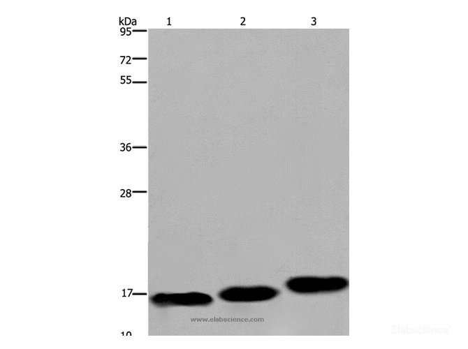 Western Blot analysis of Mouse skeletal muscle, heart and bladder tissue   using MYL12B Polyclonal Antibody at dilution of 1:550