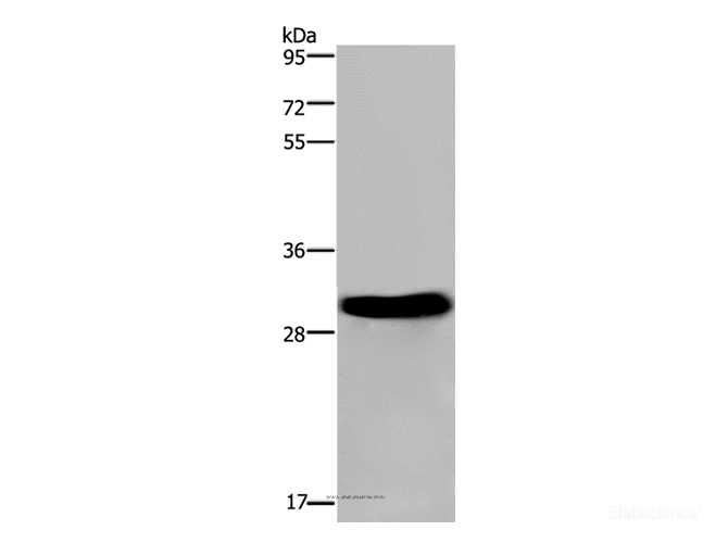 Western Blot analysis of Mouse heart tissue using FHL2 Polyclonal Antibody at dilution of 1:2400