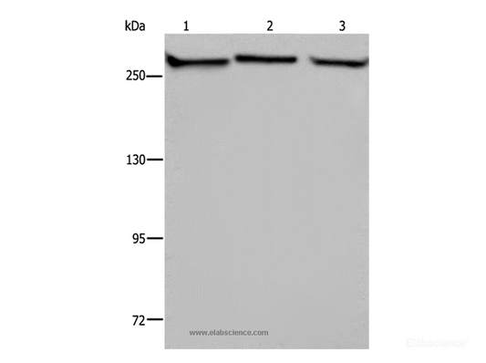 Western Blot analysis of PC3, NIH/3T3 and HUVEC cell using FLNA Polyclonal Antibody at dilution of 1:1100
