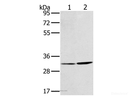 Western Blot analysis of A172 and A375 cell using HSD17B12 Polyclonal Antibody at dilution of 1:650