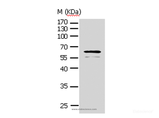 Western Blot analysis of NIH/3T3 cell using AKT1 Polyclonal Antibody at dilution of 1:500