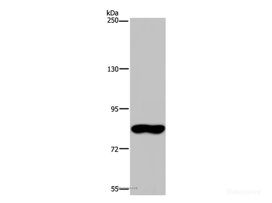Western Blot analysis of Hela cell using FAF1 Polyclonal Antibody at dilution of 1:400