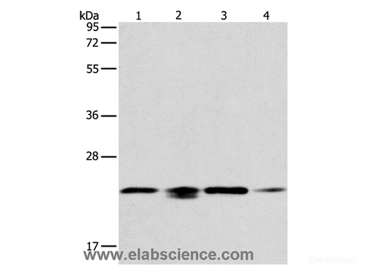 Western Blot analysis of 293T, hela, PC3 and NIH/3T3 cell using PRDX2 Polyclonal Antibody at dilution of 1:750