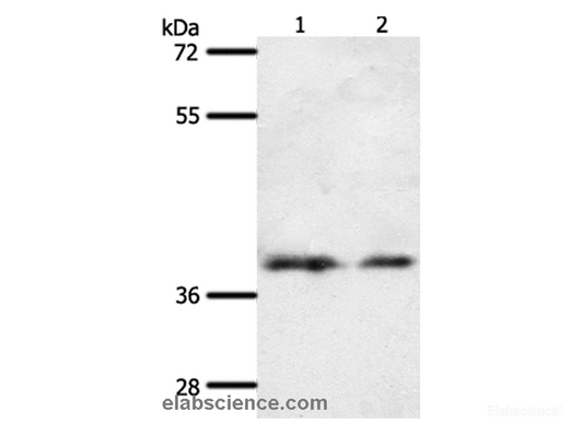 Western Blot analysis of 293T and hela cell using SSTR1 Polyclonal Antibody at dilution of 1:500
