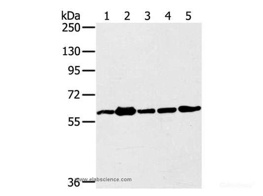 Western Blot analysis of 231, Jurkat, A549, hela and 293T cell using TRIM45 Polyclonal Antibody at dilution of 1:400