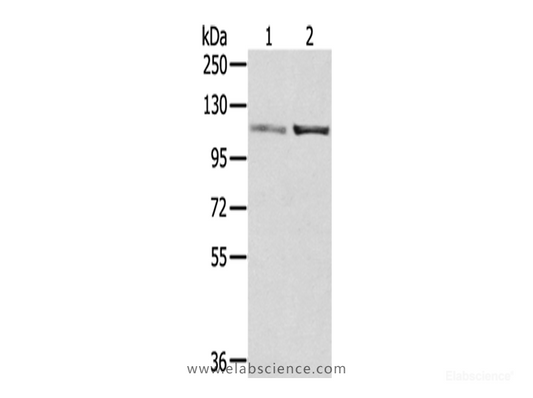 Western Blot analysis of A172 and 231 cells using SENP7 Polyclonal Antibody at dilution of 1/800