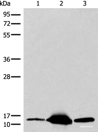 Western blot analysis of Mouse heart tissue Human heart tissue Human muscle tissue lysates  using COX6A2 Polyclonal Antibody at dilution of 1:400