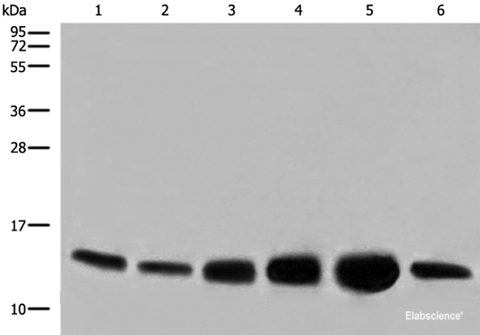 Western blot analysis of HEPG2 HUVEC and NIH/3T3 cell Human heart tissue Mouse heart tissue PC-3 cell lysates  using COX6C Polyclonal Antibody at dilution of 1:800