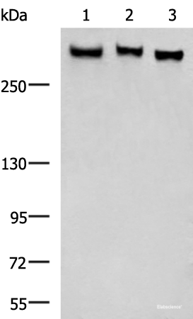 Western blot analysis of LO2 NIH/3T3 A172 cell lysates  using FLNC Polyclonal Antibody at dilution of 1:750