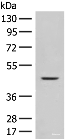 Western blot analysis of Mouse liver tissue lysate  using FUT10 Polyclonal Antibody at dilution of 1:450