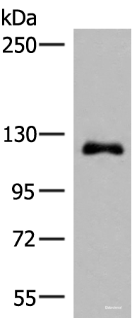 Western blot analysis of A375 cell lysate  using ARHGAP45 Polyclonal Antibody at dilution of 1:700