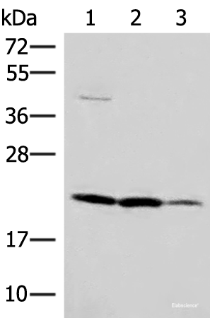Western blot analysis of A549 HT29 and Raji cell lysates  using IL37 Polyclonal Antibody at dilution of 1:650