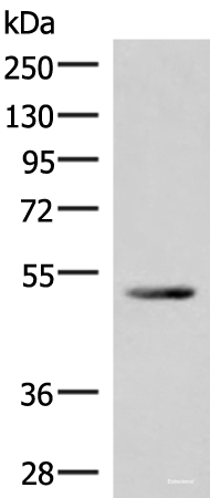 Western blot analysis of Mouse heart tissue lysate  using IRX4 Polyclonal Antibody at dilution of 1:400