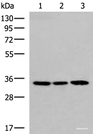 Western blot analysis of 293T and HepG2 cell lysates  using SOX2 Polyclonal Antibody at dilution of 1:800