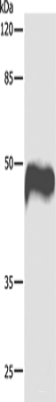 Western blot analysis of Hela cells  using CASP1 Polyclonal Antibody at dilution of 1:1000