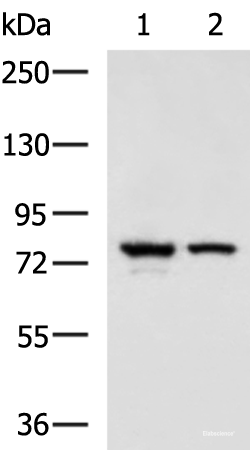 Western blot analysis of A172 and 231 cell lysates  using IL17RD Polyclonal Antibody at dilution of 1:900