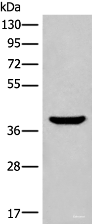Western blot analysis of Mouse liver tissue lysate  using ADORA3 Polyclonal Antibody at dilution of 1:400
