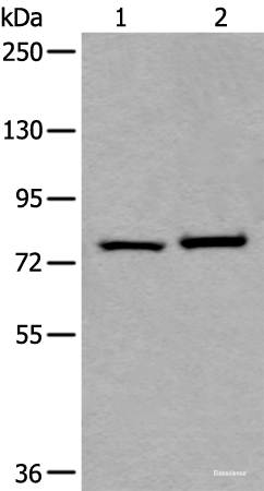 Western blot analysis of Hela and HEPG2 cell lysates  using RIPK1 Polyclonal Antibody at dilution of 1:800