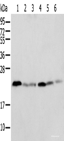 Western blot analysis of K-562 cell Human placenta tissue Mouse adrenal gland tissue HT-29 cell NIH/3T3 cell Rat lung tissue  using SPCS2 Polyclonal Antibody at dilution of 1:500