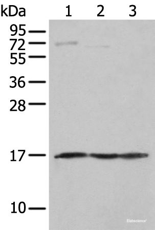 Western blot analysis of Human fetal muscle tissue PC-3 and Jurkat cell  using NDUFA12 Polyclonal Antibody at dilution of 1:300