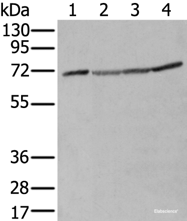 Western blot analysis of A172 Hela Hepg2 and K562 cell lysates  using ZUFSP Polyclonal Antibody at dilution of 1:300