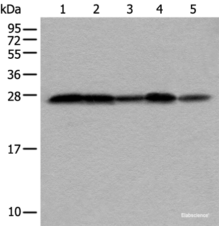 Western blot analysis of HEPG2 Hela Jurkat 231 and HUVEC cell lysates  using VTI1A Polyclonal Antibody at dilution of 1:350