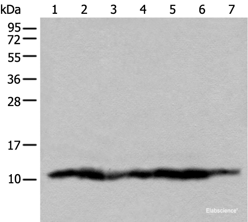 Western blot analysis of 293T cell lysates  using UQCRQ Polyclonal Antibody at dilution of 1:450