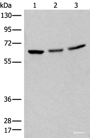 Western blot analysis of 293T cell lysates  using BRD9 Polyclonal Antibody at dilution of 1:550