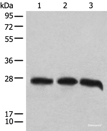 Western blot analysis of 293T cell lysates  using CHCHD3 Polyclonal Antibody at dilution of 1:1000