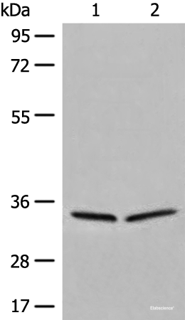 Western blot analysis of 231 and Raji cell lysates  using DIMT1 Polyclonal Antibody at dilution of 1:450