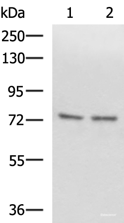 Western blot analysis of Raji and 231 cell lysates  using SCMH1 Polyclonal Antibody at dilution of 1:1000