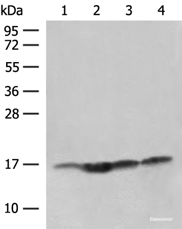 Western blot analysis of Human prostate tissue Jurkat cell Hela and HL-60 cell lysates  using MAGOHB Polyclonal Antibody at dilution of 1:400