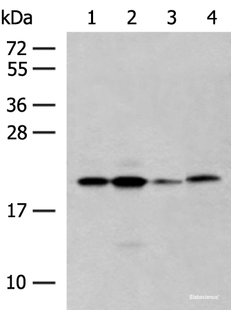 Western blot analysis of 293T cell lysates  using RNF5 Polyclonal Antibody at dilution of 1:250