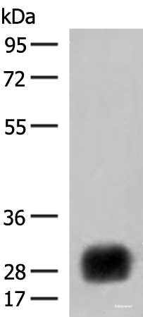 Western blot analysis of Raji cell lysate  using HLA-DRB4 Polyclonal Antibody at dilution of 1:450
