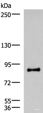 Western blot analysis of Mouse brain tissue lysate  using RTN1 Polyclonal Antibody at dilution of 1:600