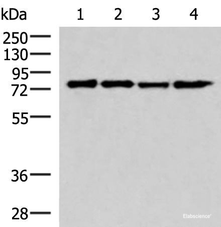 Western blot analysis of 293T cell lysates  using AKAP17A Polyclonal Antibody at dilution of 1:650