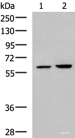 Western blot analysis of 231 and HepG2 cell lysates  using FKBP4 Polyclonal Antibody at dilution of 1:900