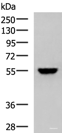 Western blot analysis of 293T cell lysate  using KPNA2 Polyclonal Antibody at dilution of 1:1000